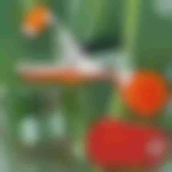 Profesionalus augalų segiklis | PLANTBRAND