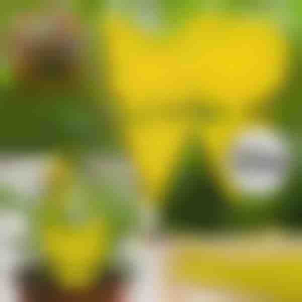 Lipnios musių gaudyklės (10 vnt.) | BUGILURE