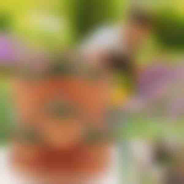 Reguliuojamo aukščio gėlių vazonai (3x vnt.) | PLANTUP