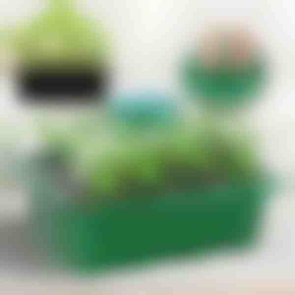 Daigų auginimo padėklas su skyriais | PLANTURKA