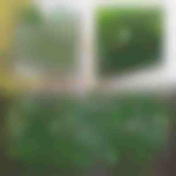 Dekoratyvinė ir praktiška tvora terasai ir sodui | GREENFENCE