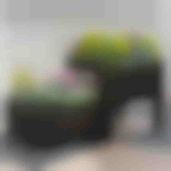 Daržovių auginimo dėžė | BOTANITKO